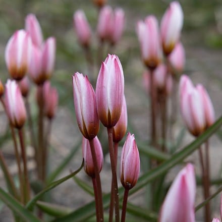 Tulipa cretica Hilde