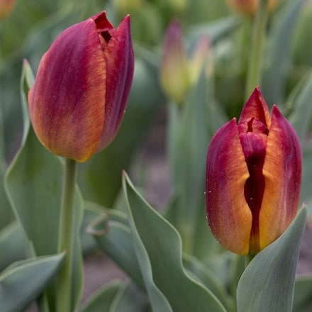 Tulipa Amber Glow