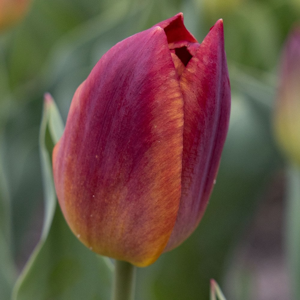 <i>Tulipa</i> 'Amber Glow'