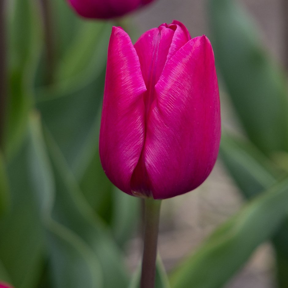 <i>Tulipa</i> 'Pink Ardour'