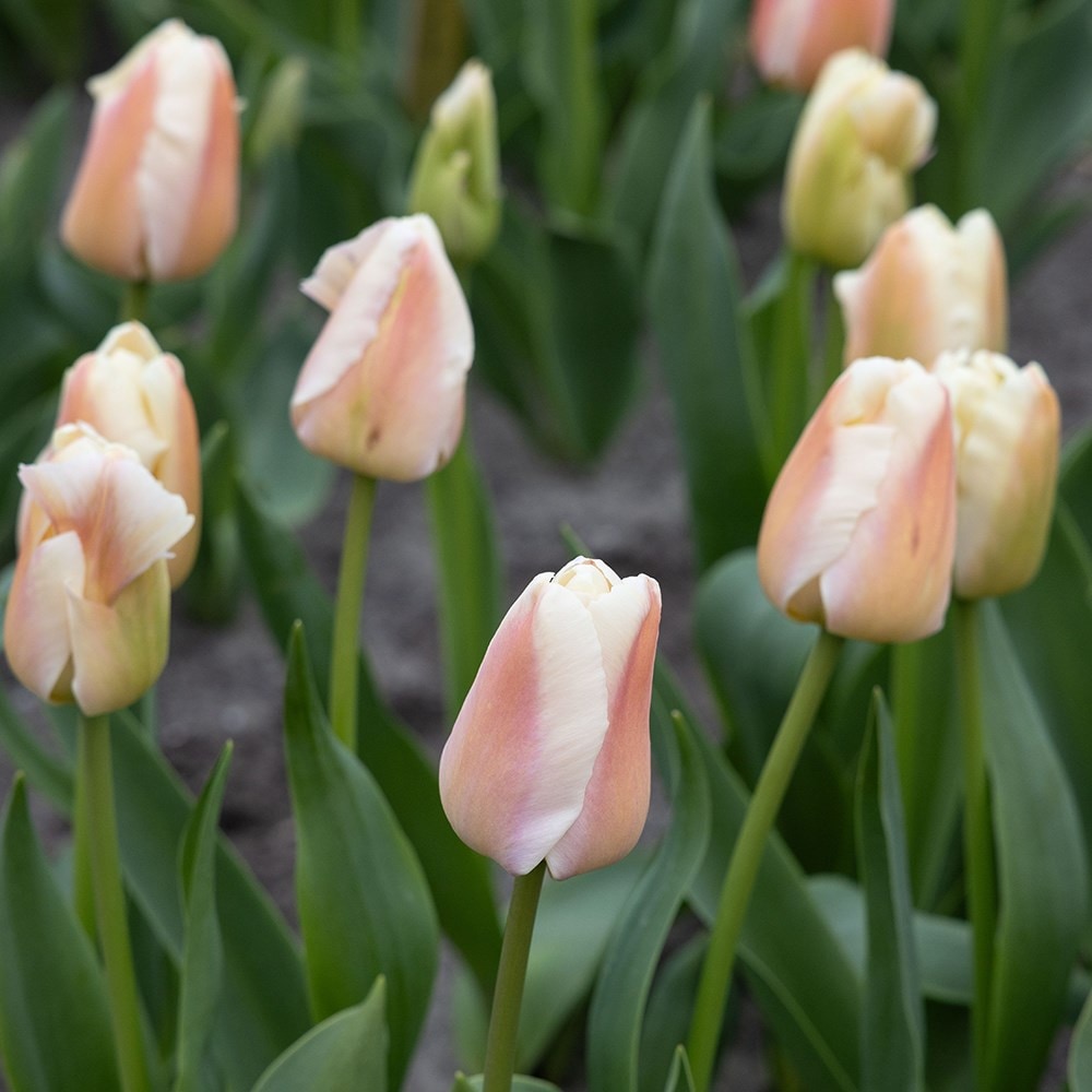 <i>Tulipa</i> 'Apricot Pride'