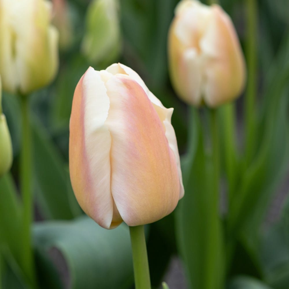 <i>Tulipa</i> 'Apricot Pride'