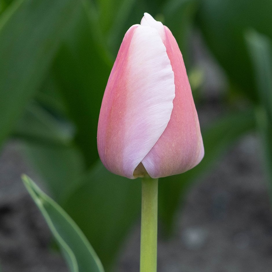 <i>Tulipa</i> 'Ollioules'