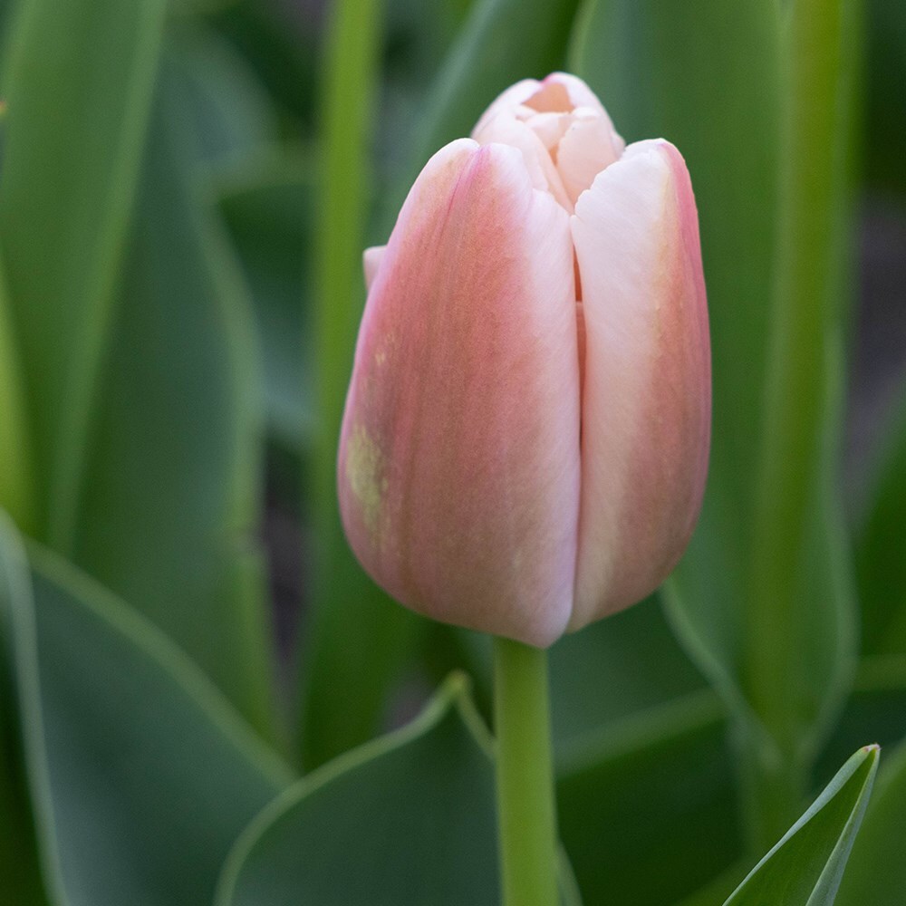 <i>Tulipa</i> 'Ollioules'