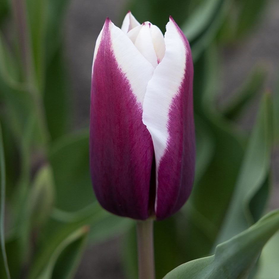 <i>Tulipa</i> 'Spitzbergen'