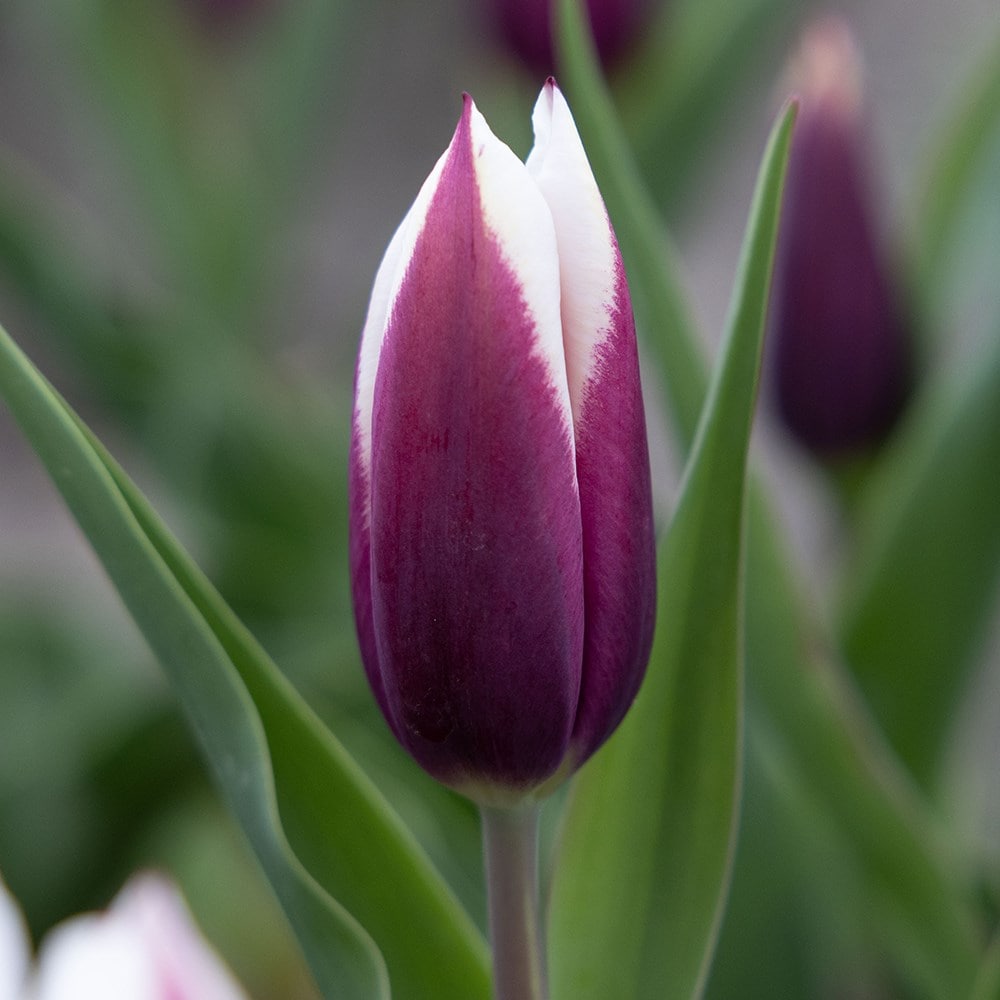 <i>Tulipa</i> 'Spitzbergen'