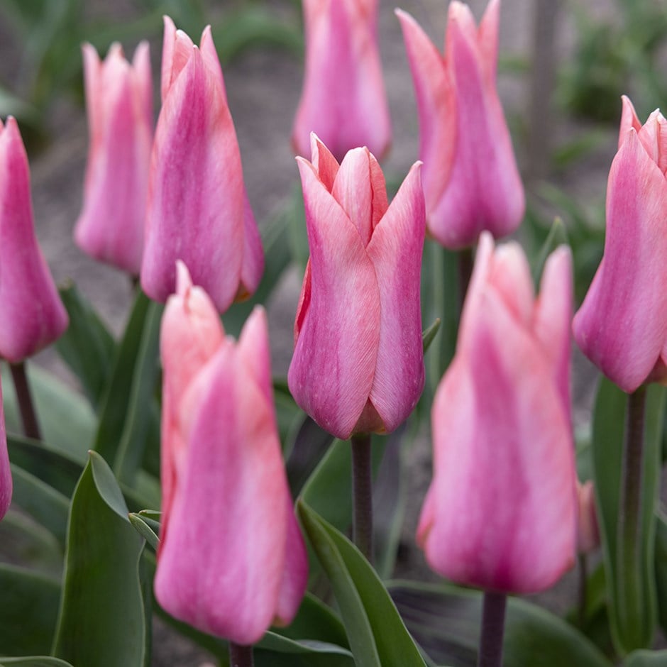 <i>Tulipa</i> 'Neper'