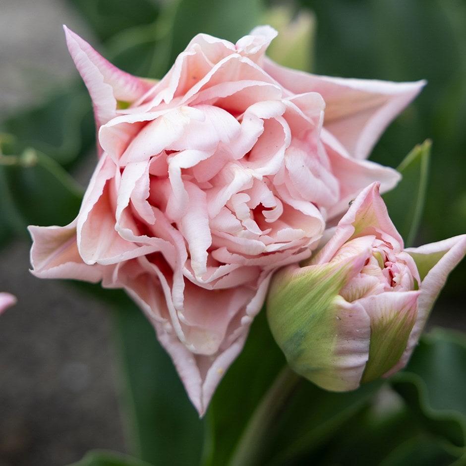 <i>Tulipa</i> 'Dreamer' (PBR)