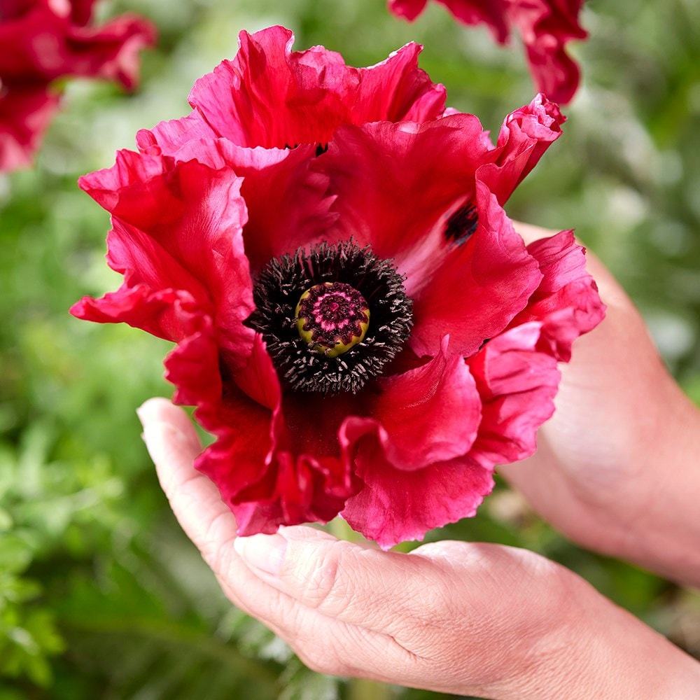 <i>Papaver</i> (Oriental Group) <b class=small-caps>Red Rumble</b> ('HG01') (PBR)