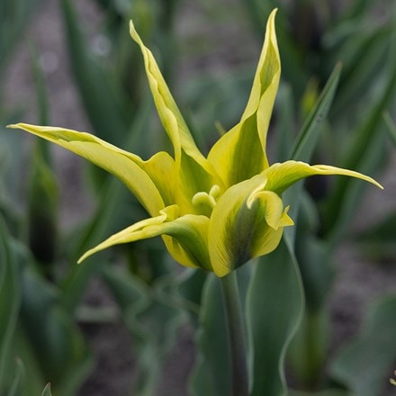 Tulipa Bram