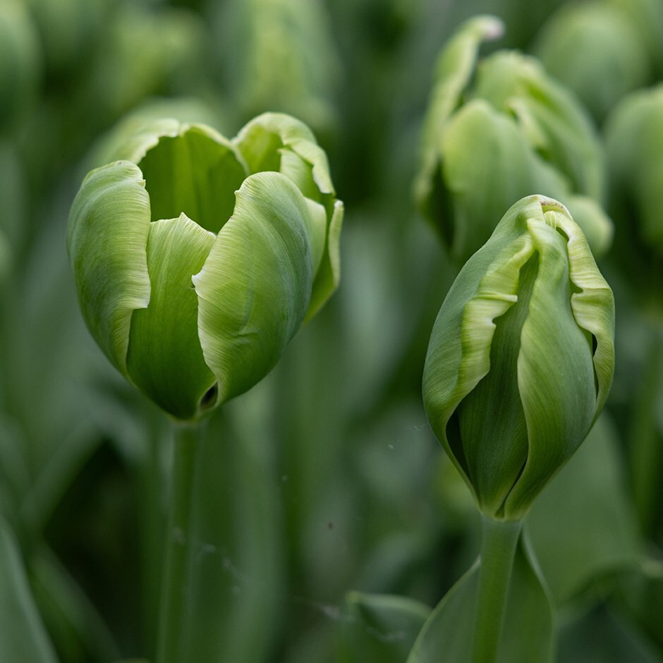<i>Tulipa</i> 'Green Power'
