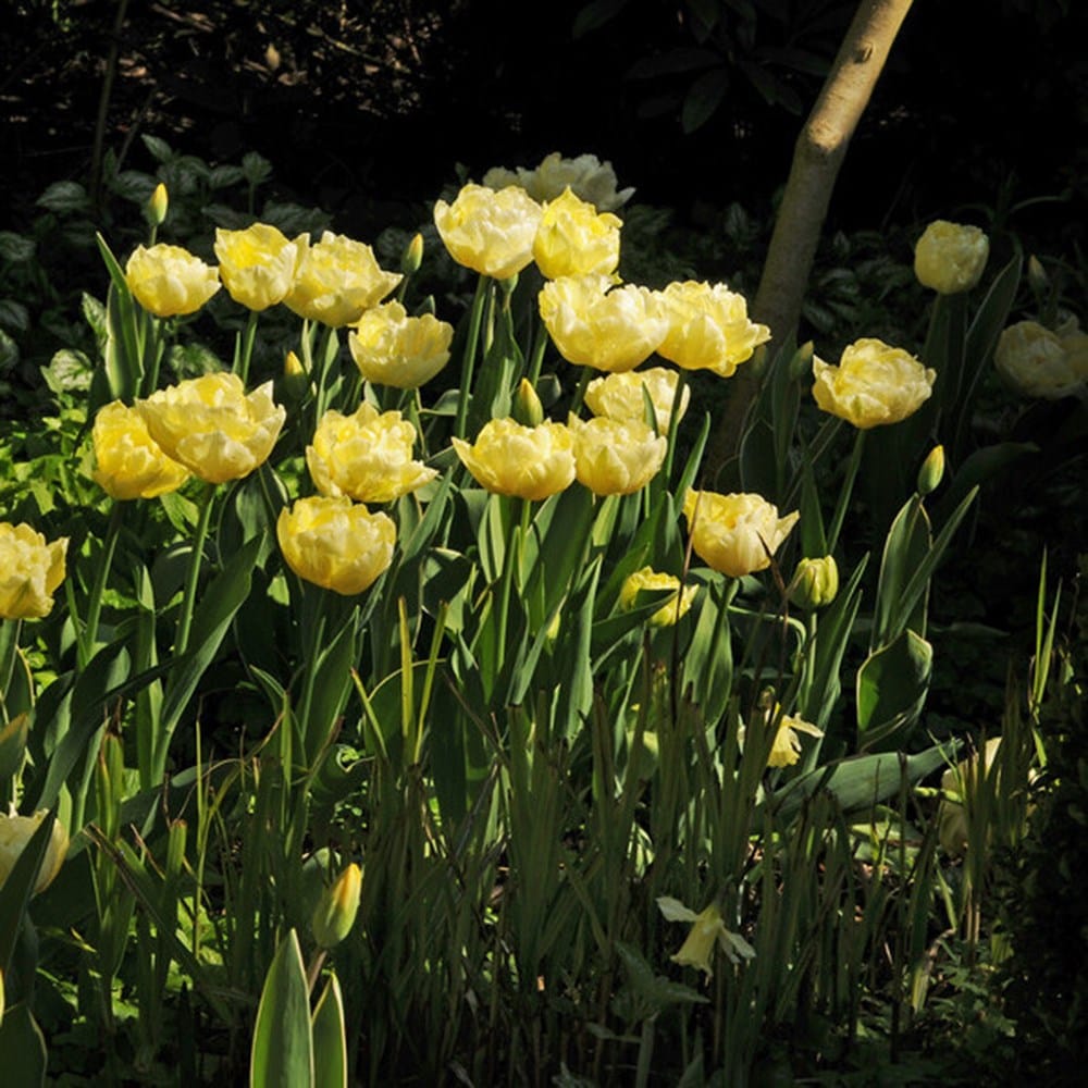 <i>Tulipa</i> 'Verona'