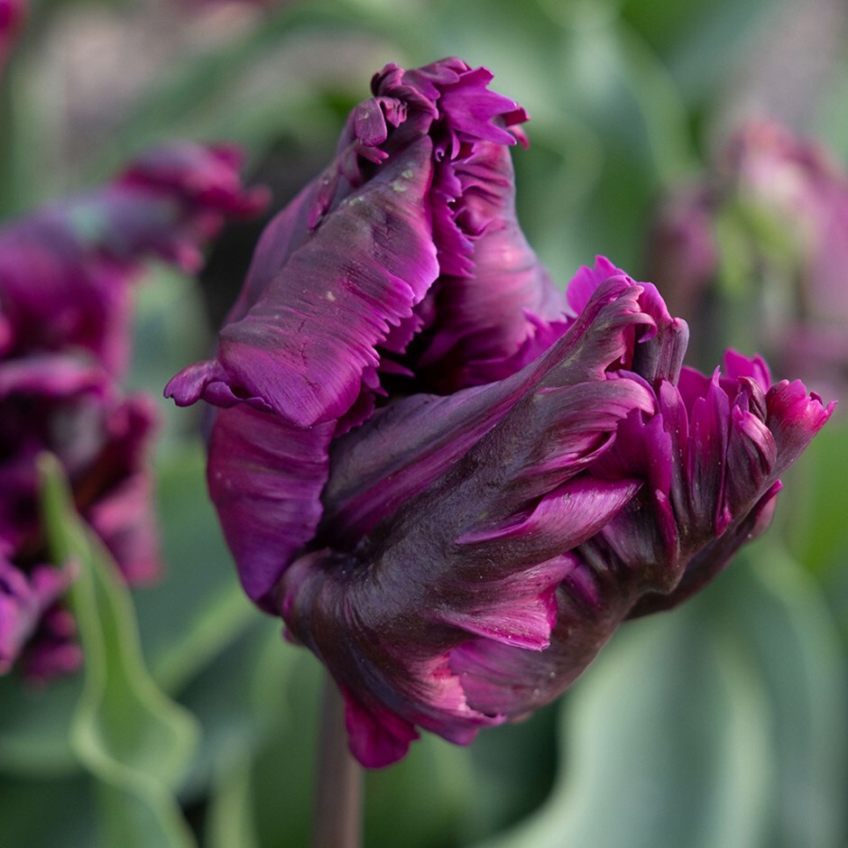 <i>Tulipa</i> 'Negrita Parrot'