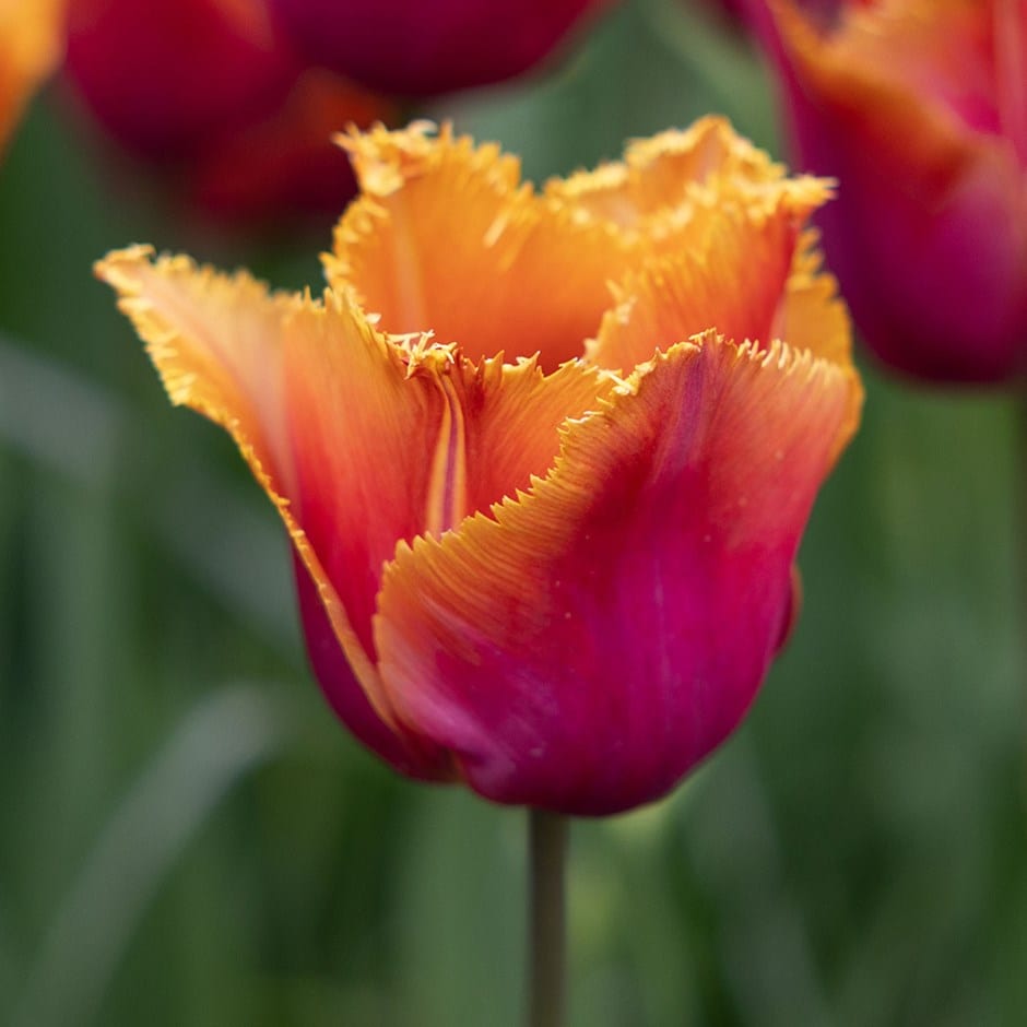 <i>Tulipa</i> 'Louvre Orange'