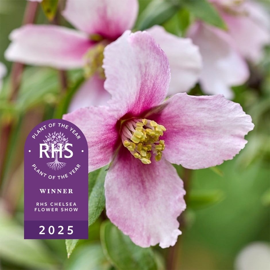 mock orange mock orange
