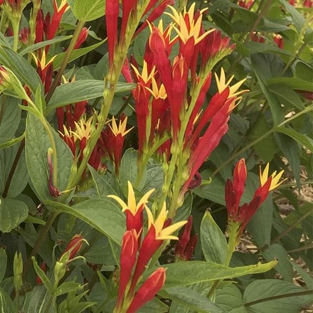 Spigelia Little Redhead