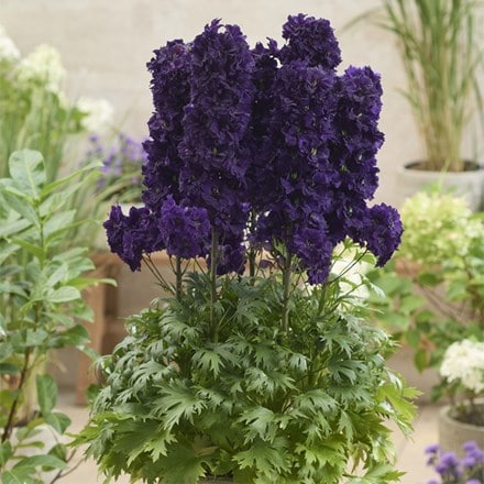 Delphinium Paramo Black Velvet ('Barthirty') (PBR) (Paramo Series)