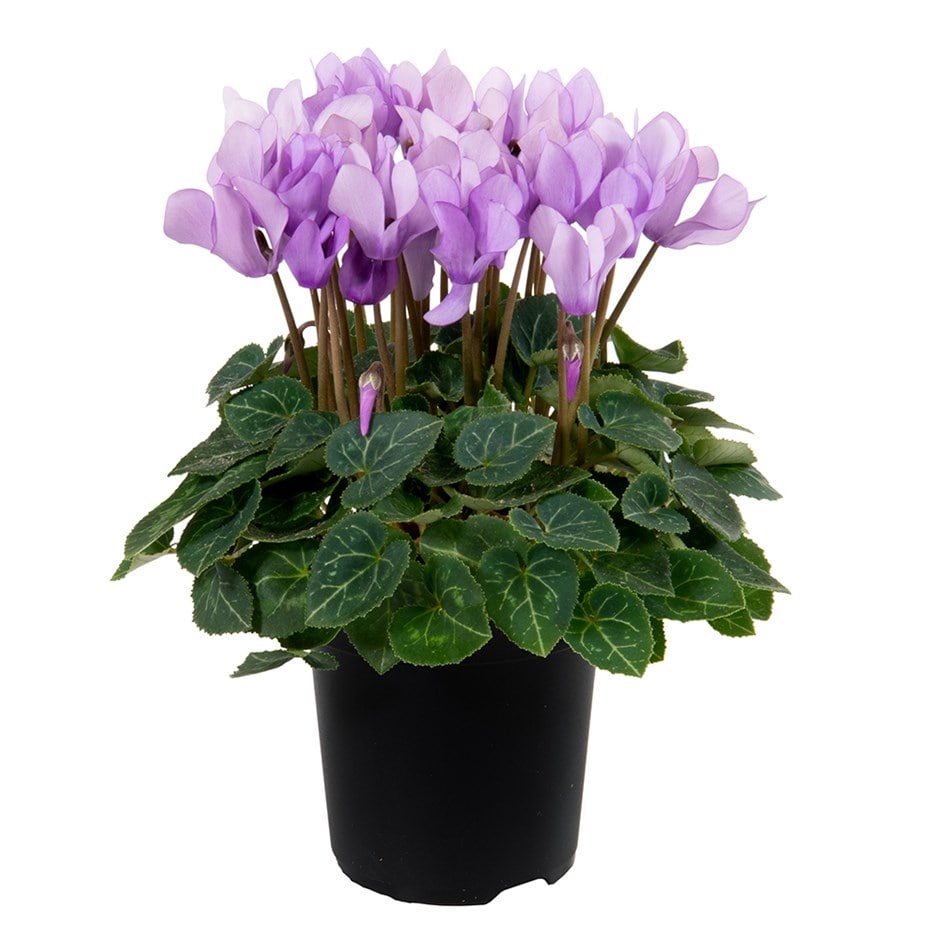 cyclamen cyclamen