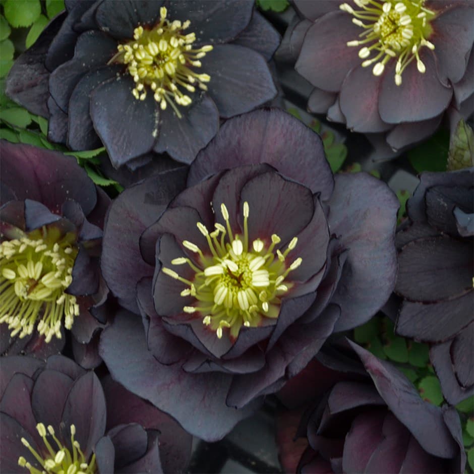 Lenten rose hellebore Lenten rose hellebore