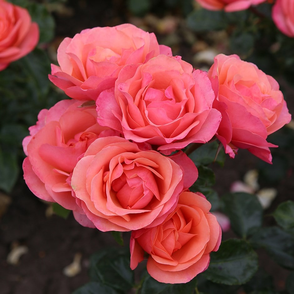 rose coral lions rose (floribunda rose) rose coral lions rose (floribunda rose)