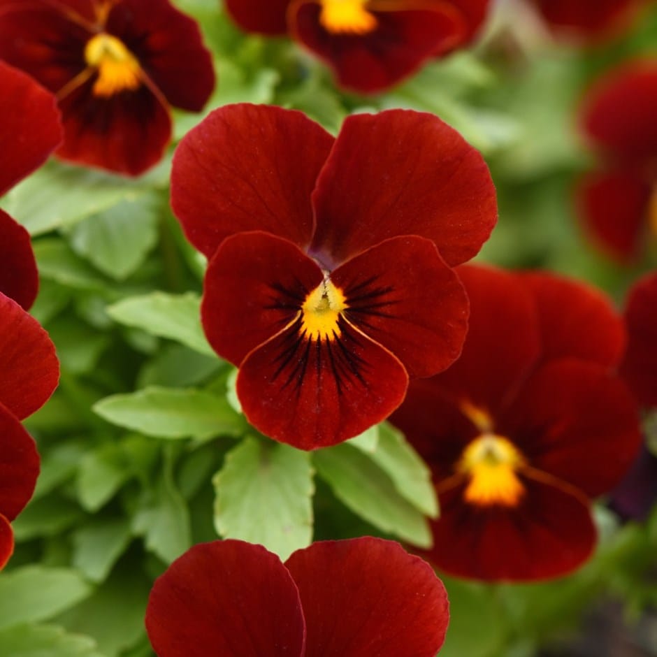viola viola