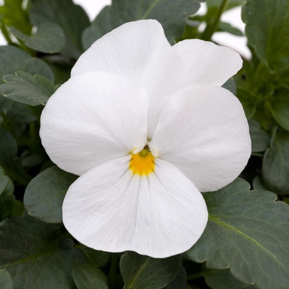 viola viola