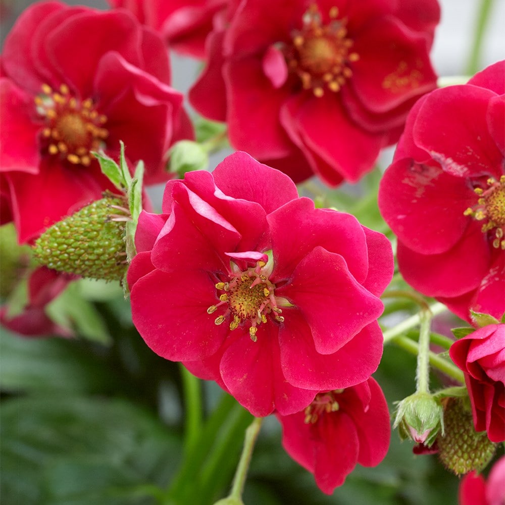 strawberry 'Summer Breeze Rose' F1