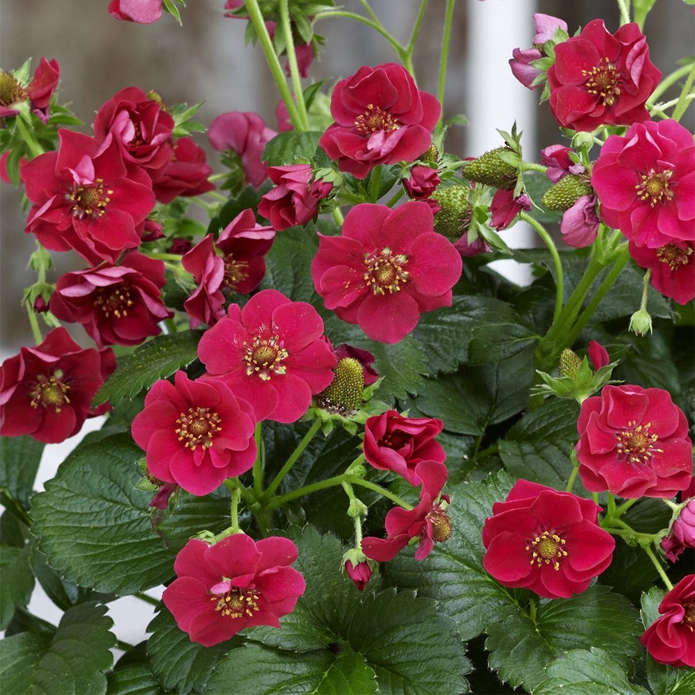 strawberry 'Summer Breeze Rose' F1