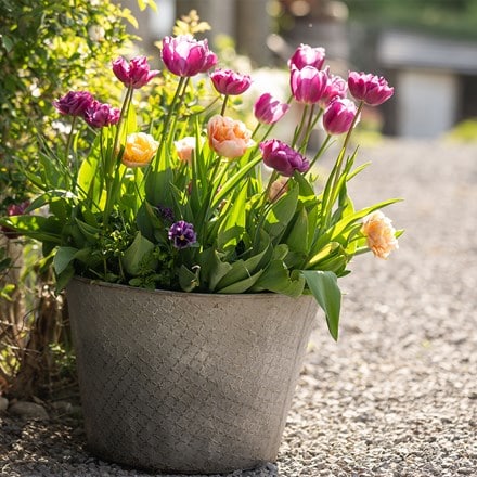 100 days of spring promise pot collection