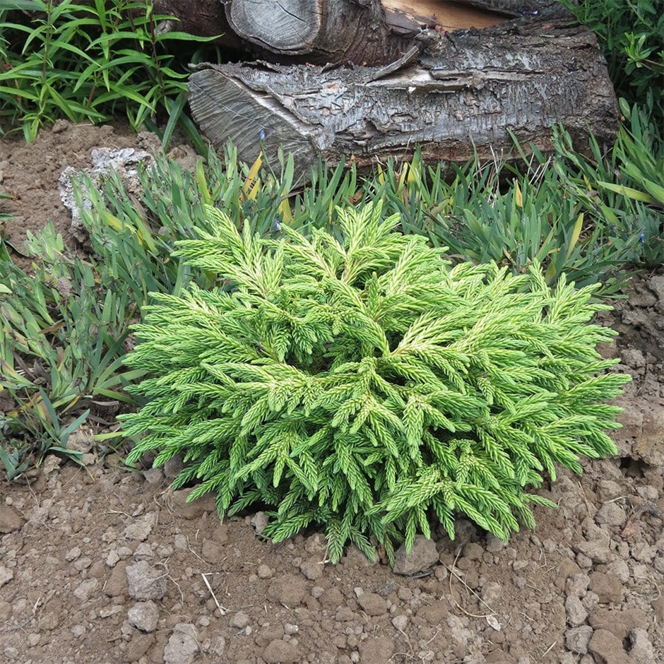 Japanese cedar Japanese cedar