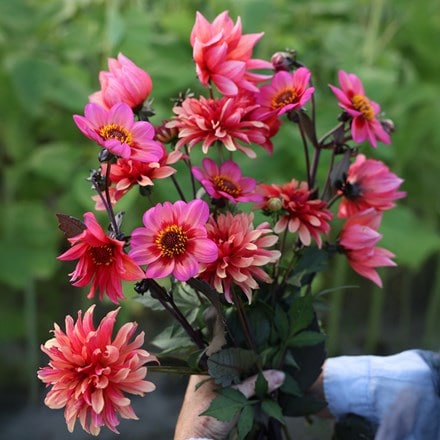 Award-winning dahlia collection for pots