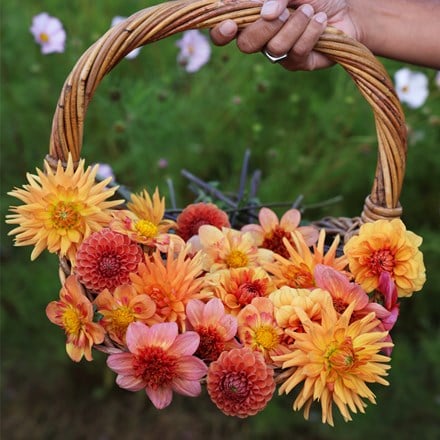 Tangerine twist 5 varieties dahlia collection