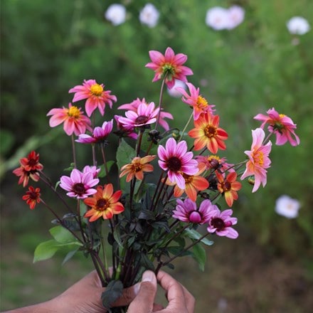 Ashley's balcony dahlia collection