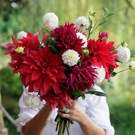 A tale of summer blooms dahlia collection
