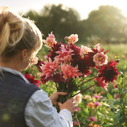 Velvet 5 varieties dahlia collection