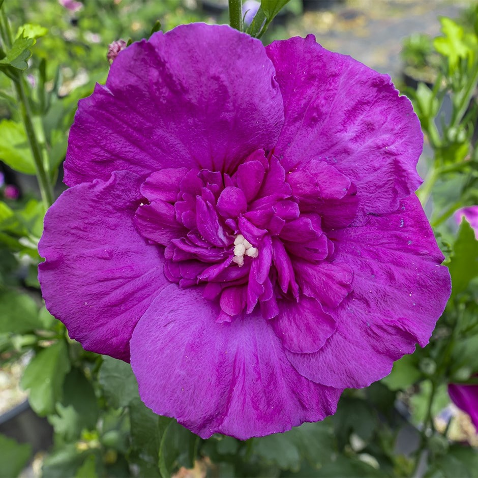 tree hollyhock tree hollyhock