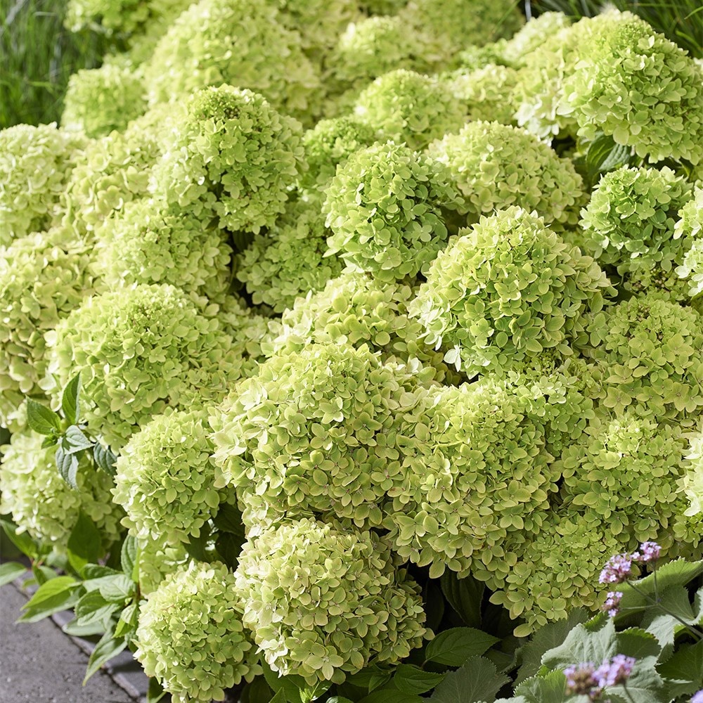 <i>Hydrangea paniculata</i> <b class=small-caps>Groundbreaker Greeny</b> ('Lc no24') (PBR)