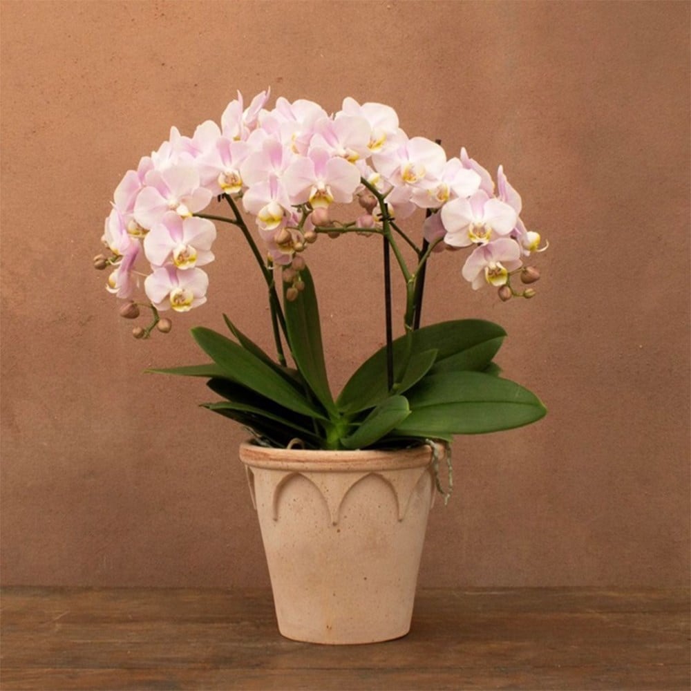 Phalaenopsis Bellissimo Adora