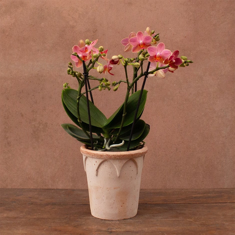 Phalaenopsis Boquetto Charme | Orchid