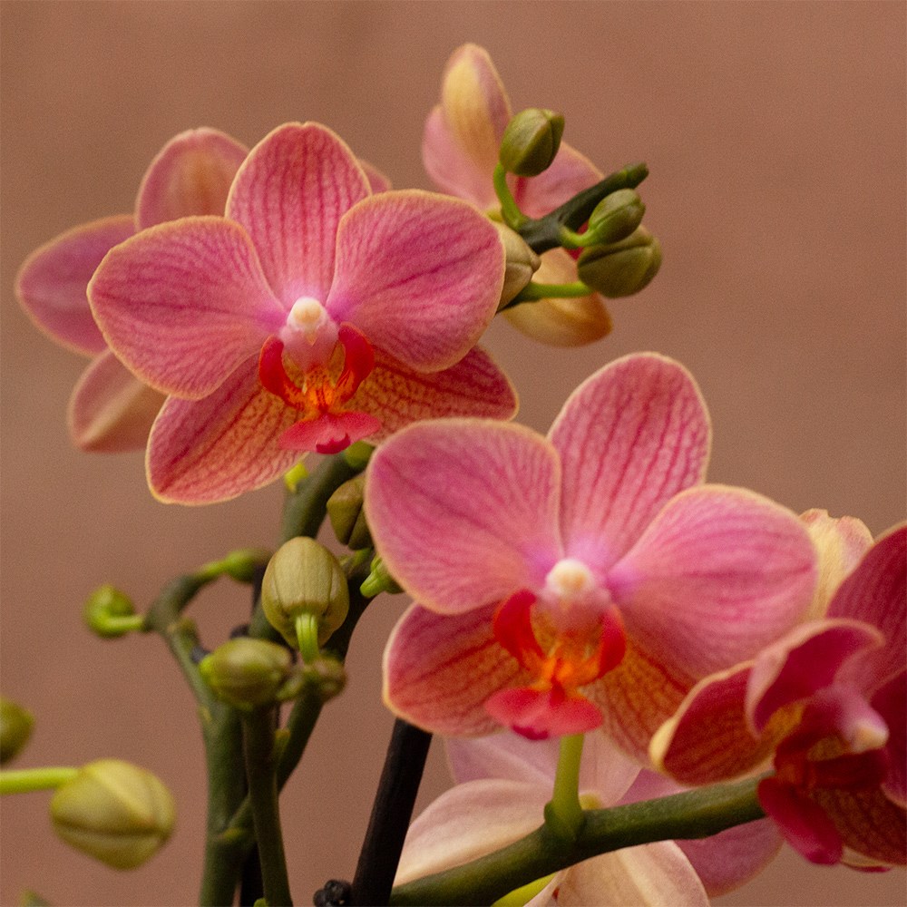 Phalaenopsis Boquetto Charme | Orchid