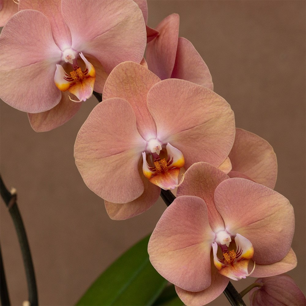 Phalaenopsis Formidablo Cameron Falls | Orchid