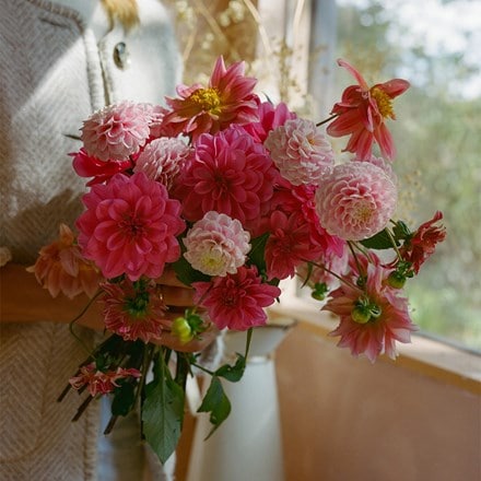 Botanical Tales dahlia collection