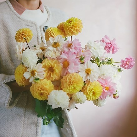 The golden hour dahlia collection