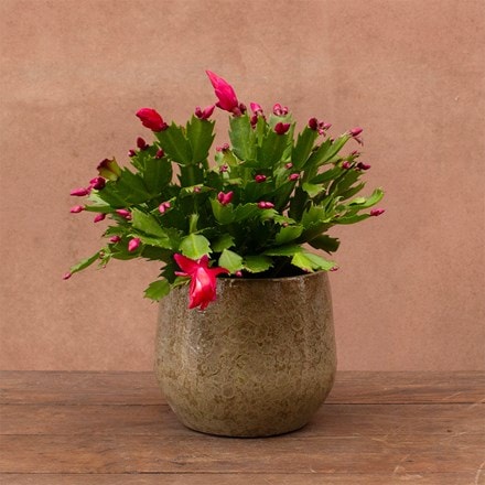 Schlumbergera red-flowered