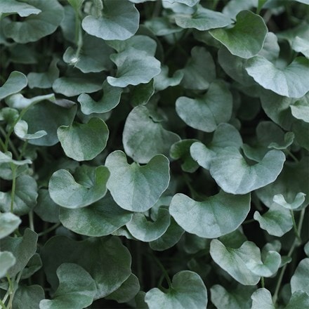 Dichondra Silver Falls