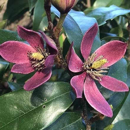 Magnolia Stellar Ruby (PBR)