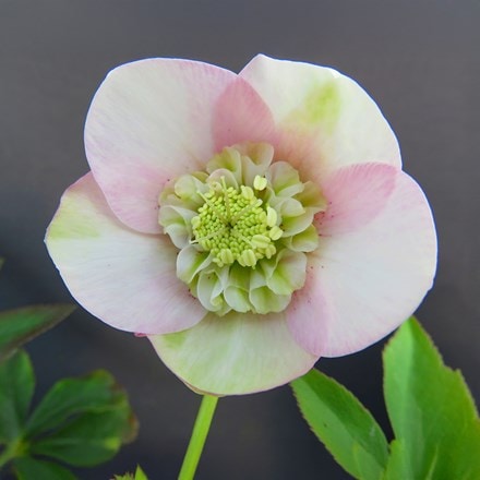 Helleborus Grace Elizabeth