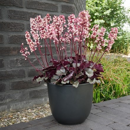 Heuchera Heucherette Pink
