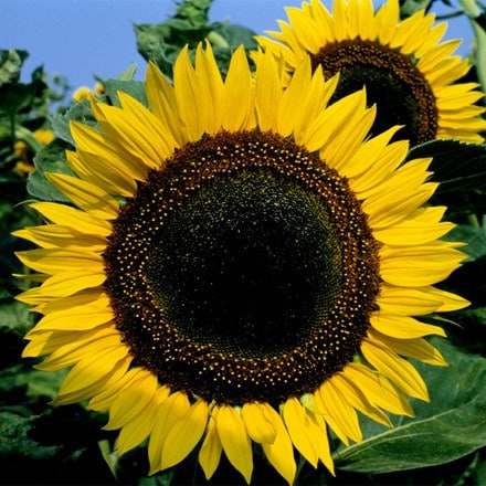 Helianthus annuus Taiyo