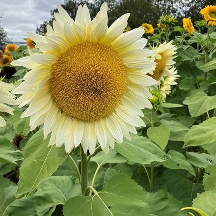 Helianthus annuus ProCut White Lite (ProCut Series)